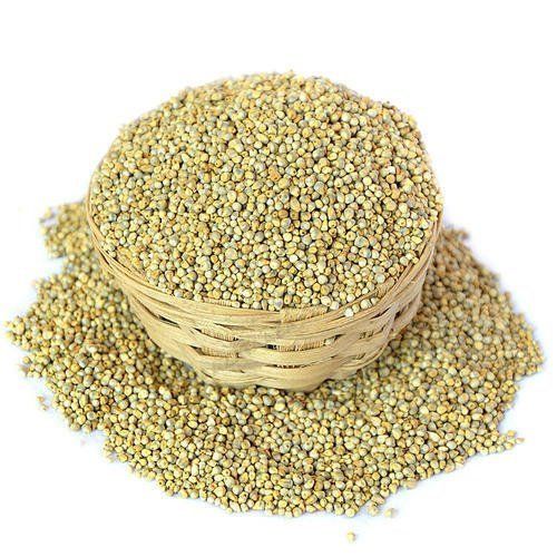 Pearl Millet