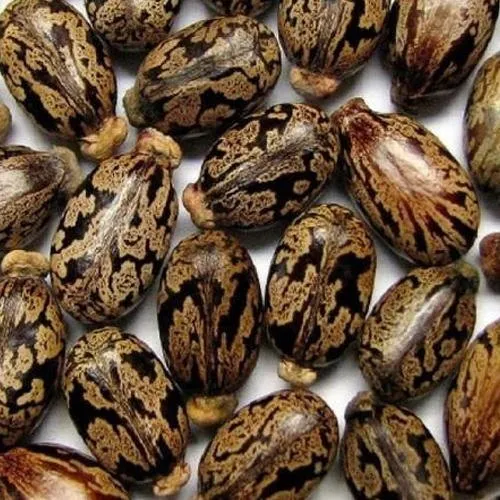 Castor seed