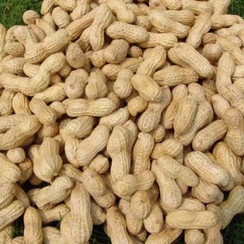 Ground Nut