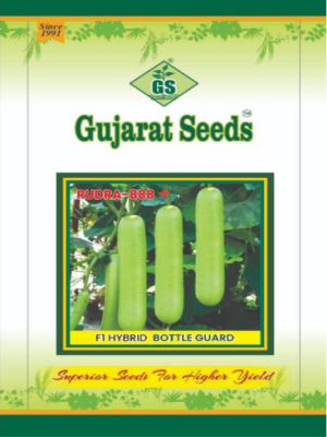 F1 Hybrid Bottle Gourd Rudra-888+